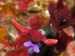 Charging Into Your Screen. Taken In Anilao With Canon G7. by Edvin Eng 
